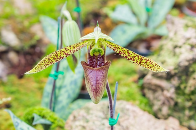 Beauful Orchid-bloemen