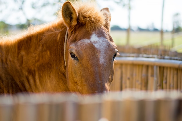 Beauitiful brown horse in wooden stable