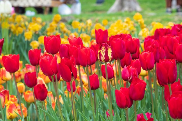 beaut red tulips in the garden