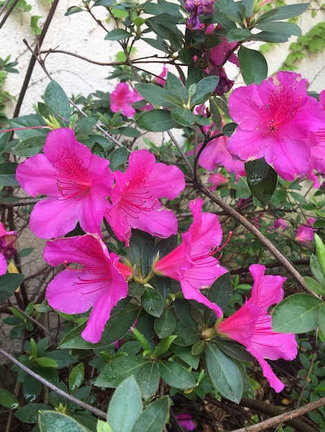 Beautful big flowers of an azalea