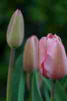 Photo beautfull tulips