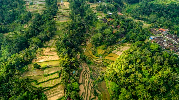 Красивые рисовые поля на Бали. славится рисовыми полями в Азии.