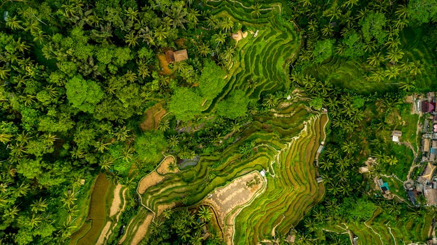 Beautifful Rijstvelden In Bali. beroemd om de rijstvelden in Azië.