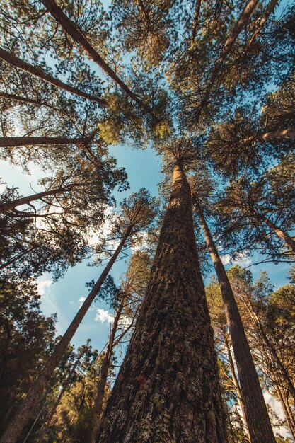 Campos do Jordao Sao Paulo Brazil에 있는 Araucaria angustifolia 나무의 아름다운 전망