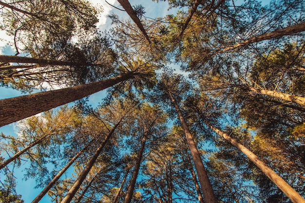 Beautifful view of Araucaria angustifolia trees in Campos do Jordao