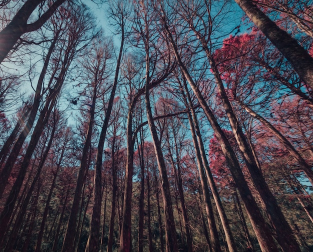 Beautifful view of Red Pine trees in Campos do Jordao, Sao Paulo, Brazil