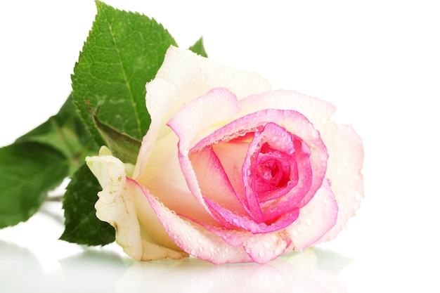 Beautifu pink rose, isolated on white