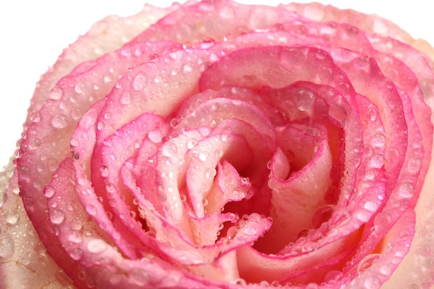 Foto beautifu roze roos, geïsoleerd op wit