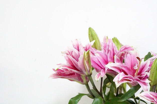 Фото Красивый букет из розовой лилии или цветок лилии на белом фоне