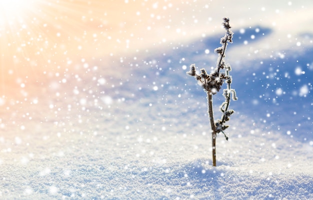 明るい晴れた日に空のフィールドにクリスタルクリアな白青い雪で一人で立っている霜で覆われた乾燥した野生の花植物の美しい抽象的なコントラスト画像。冬の自然の一部と美しさ。