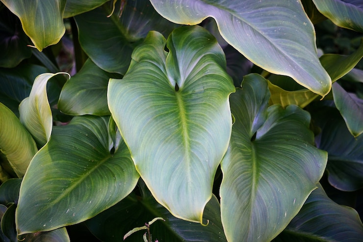 Photo 美しい抽象的な緑の植物が自然に残る