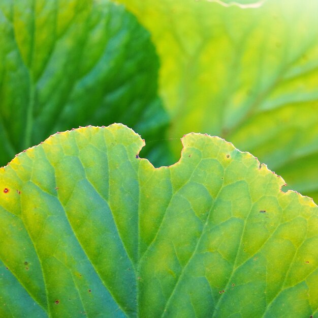 美しい抽象的な緑の植物が自然に残る