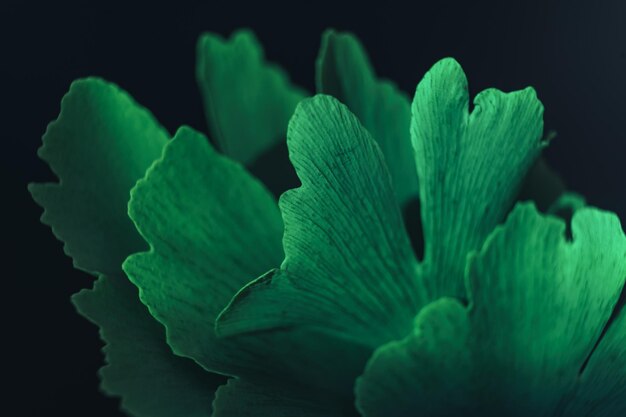 Photo beautiful abstract leaf with color light close up of green leaf ginkgo on a ginkgo biloba little t