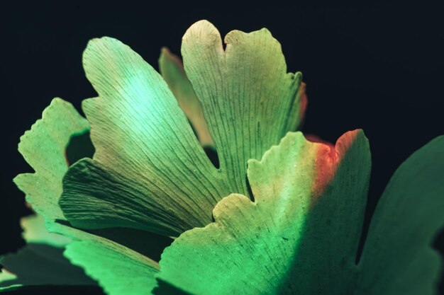 Beautiful abstract leaf with color light Close up of green leaf Ginkgo on a Ginkgo Biloba little t