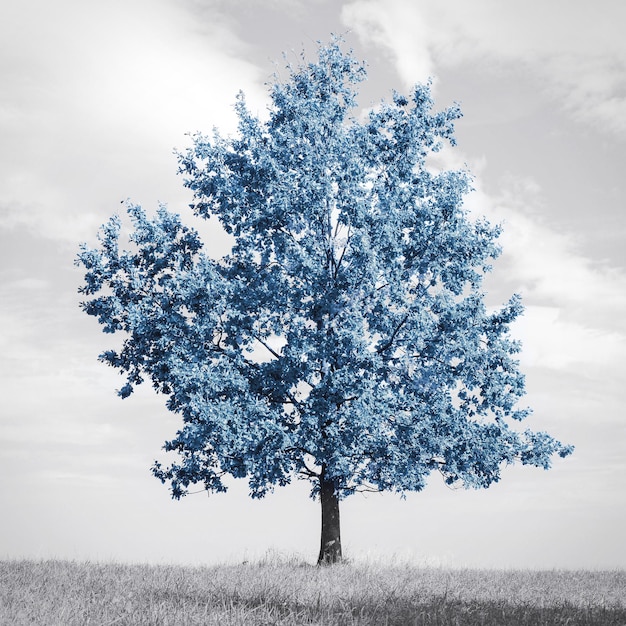 トレンディな家の室内装飾に最適な選択的な色変更された画像と黒と白の牧草地に驚くべき青い葉を持つ美しい抽象的な孤独な木