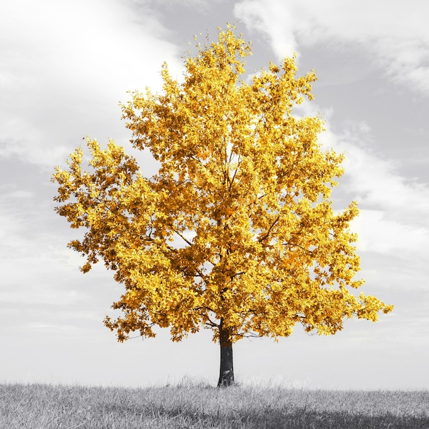 세련된 홈 인테리어 장식에 완벽한 선택적 색상 수정 이미지가 있는 초원에 멋진 금잎이 있는 아름다운 추상 외로운 나무 흑백