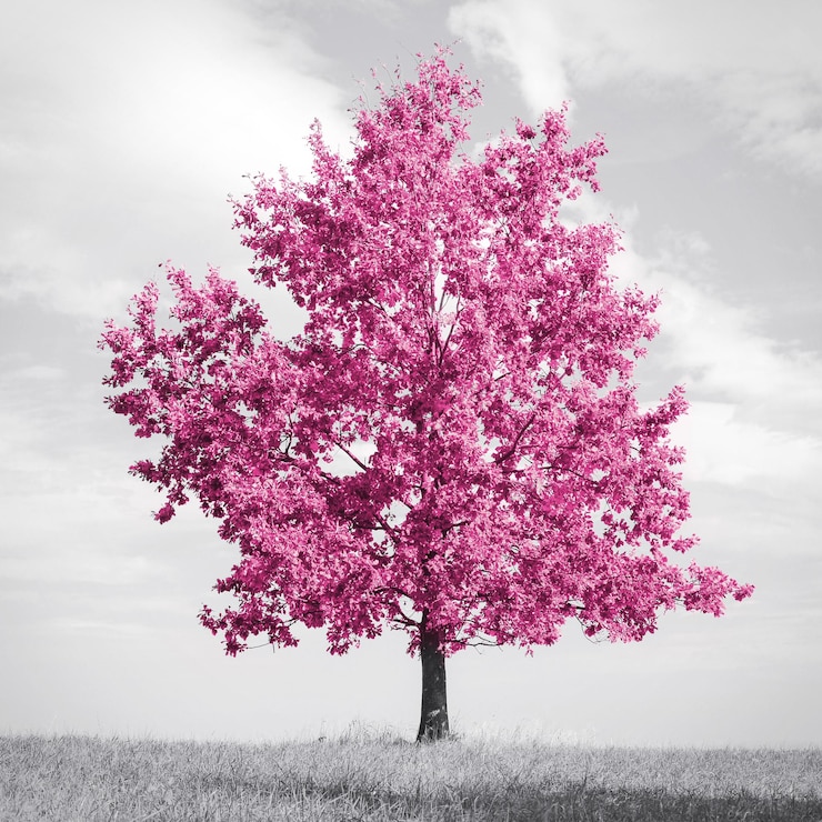 Photo beautiful abstract lonely tree with amzing red leaves on a meadow black and white with selective color modified image perfect for trendy home interior decoration