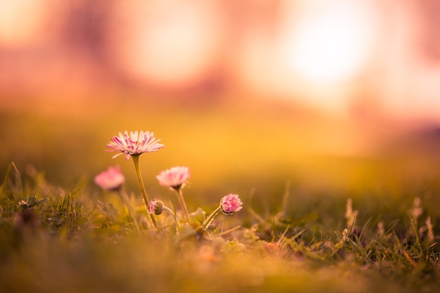 Beautiful abstract meadow and flowers in sunset with rays. Amazing nature closeup, inspirational