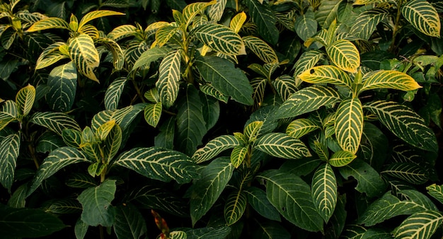 La bella foglia dorata verde della natura astratta lascia la pianta in fondo organico di struttura del giardino