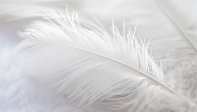 Beautiful abstract white feathers on white background and soft black feather texture on white