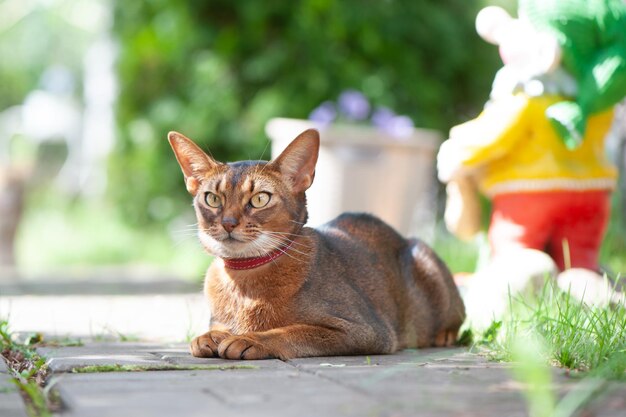 Beautiful Abyssinian cat in a collar closeup portrait gracefully lying on a street walkway