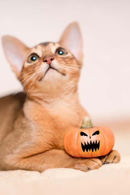 Foto bellissimo gatto abissino sdraiato con una zucca di halloween