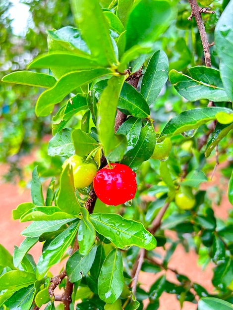 Photo beautiful acerola fruit with water drops