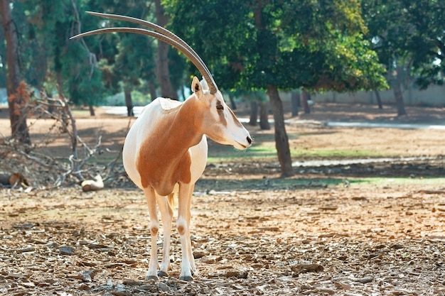 Beautiful Addax on a background of green trees