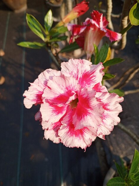 Photo the beautiful adenium flowers pink flower