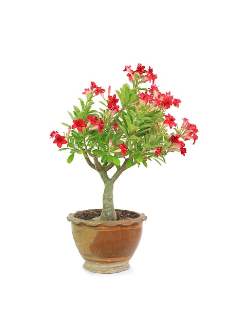 Bellissimo fiore di adenium obesum o rosa del deserto in vaso di argilla marrone isolato su sfondo bianco immagine con tracciato di ritaglio