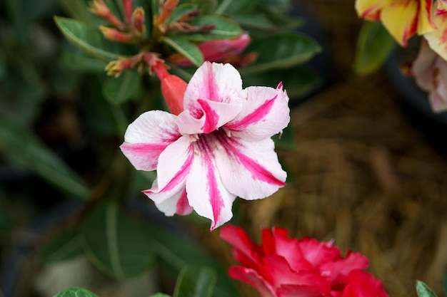 Bellissimo fiore di adenium obesum o fiori di rosa del deserto