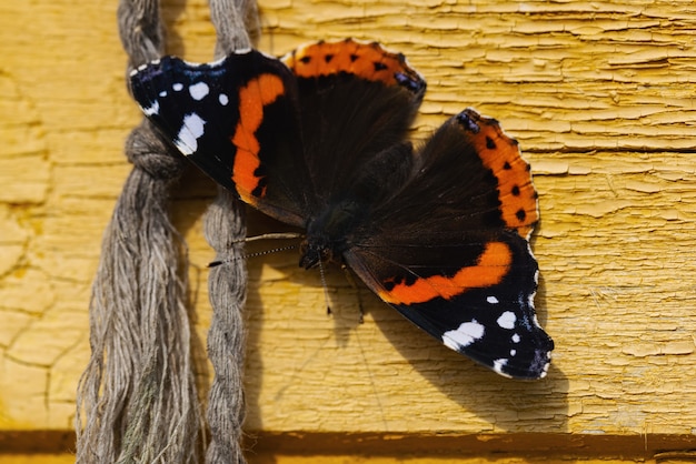 A beautiful Admiral butterfly sits on a yellow old wooden wall on which a rope hangs .