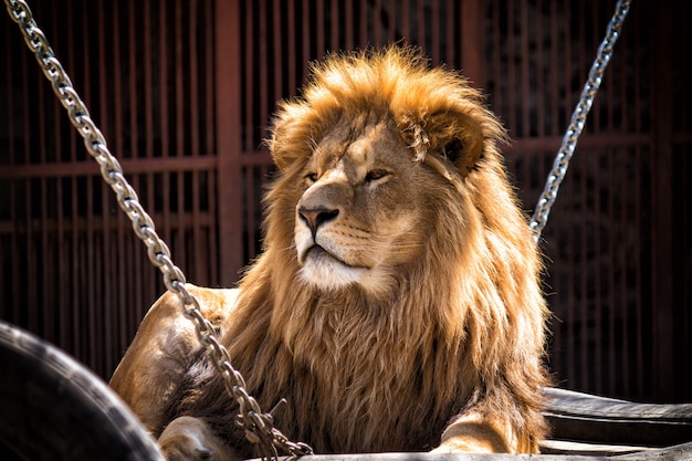 Photo beautiful adult african lion lying on his place at zoo his look shows confidence king of animals