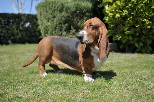 Красивая взрослая чистокровная собака Basset Hound, стоящая на траве