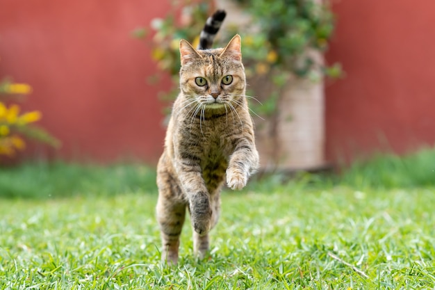 아름다운 성인 고양이는 정원에서 뛰어다니며 화창한 날 즐겁게 놀고 있습니다.