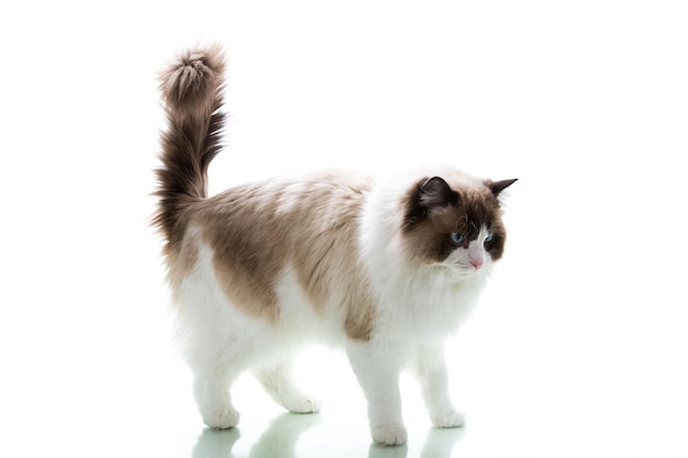 Красивая взрослая пушистая кошка Рэгдолл на белом фоне