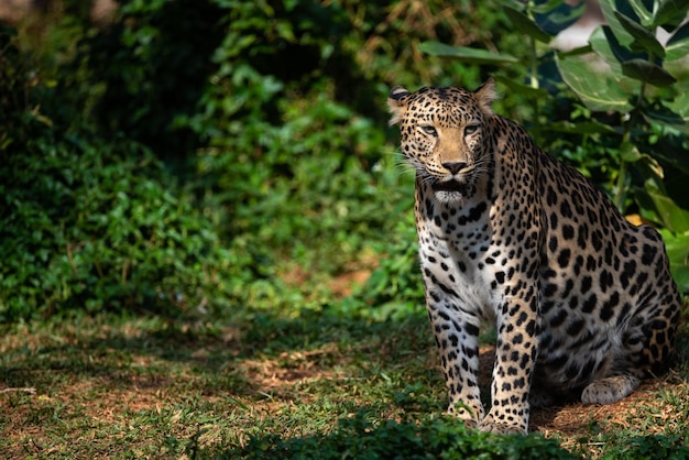 Beautiful adult leopard sitting near water lake in open and dense forest looking away during daytime under sunlight