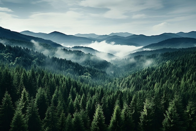 Прекрасный вид с воздуха на вечнозеленые деревья в лесу Сверху вид на вершины соснового леса