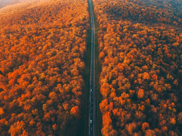직선, 산림 도로의 아름다운 공중 풍경