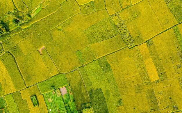 Beautiful aerial view of Paddy farmland at kathmandu, Nepal.