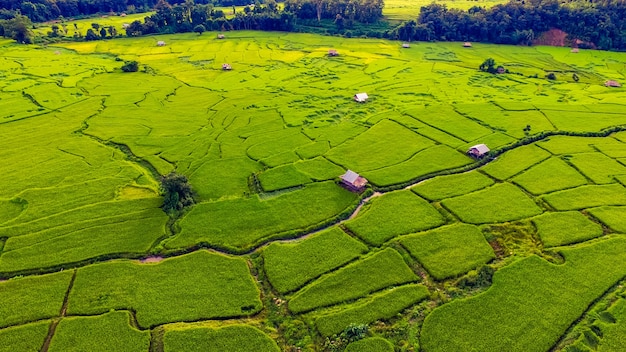 beautiful Aerial view of rice terrace fields and cottage