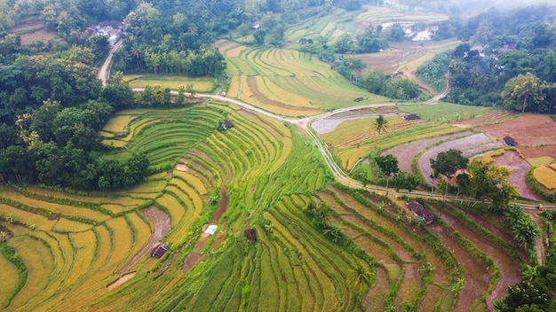 Beautiful aerial view of rice terraces with morning mist