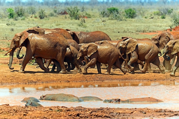 Beautiful African elephants in Tsavo Park in Kenya