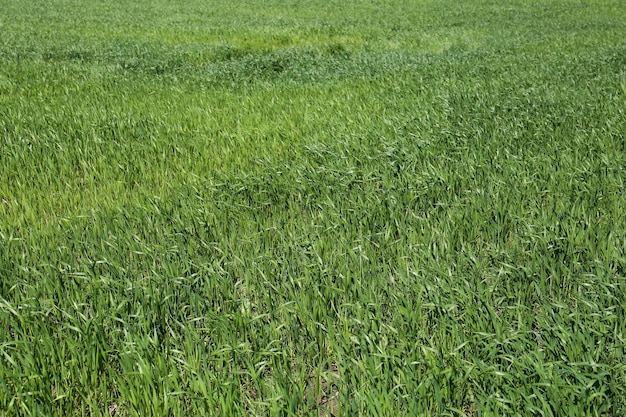 Beautiful agricultural field with ripening cereal crop