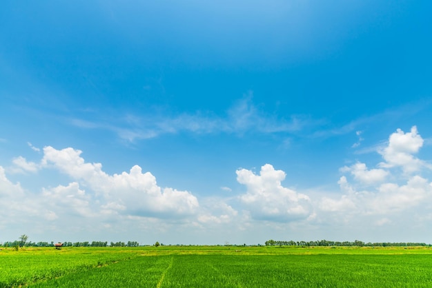 緑のトウモロコシ畑と白い雲と美しい airatmosphere 明るい青空背景抽象的な明確なテクスチャ
