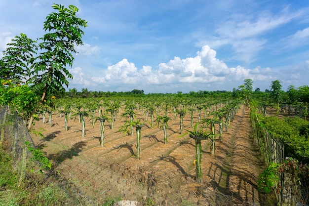 Beautiful alined dragon fruit land in on the blue sky background