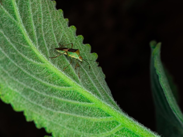 Beautiful all colored insect macro.