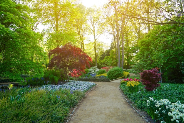 Beautiful alley in park decorated with blooming flowers