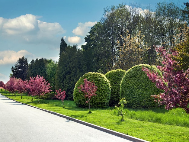 Красивая аллея в парке с цветущими деревьями вокруг кустов весной