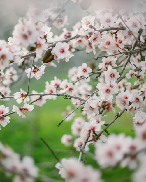 写真 春の美しいアーモンドの花